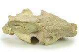 Fossil Oreodont (Eporeodon) Skull with Atlas Vertebra #284204-5